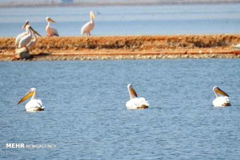 پرندگان مهاجر به تالاب بین‌المللی شادگان رسیدند
