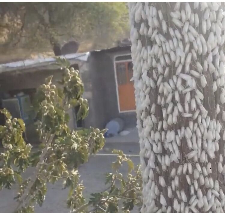 پروانه سفیدی که جنگلهای زاگرس را به خاک سیاه نشاند