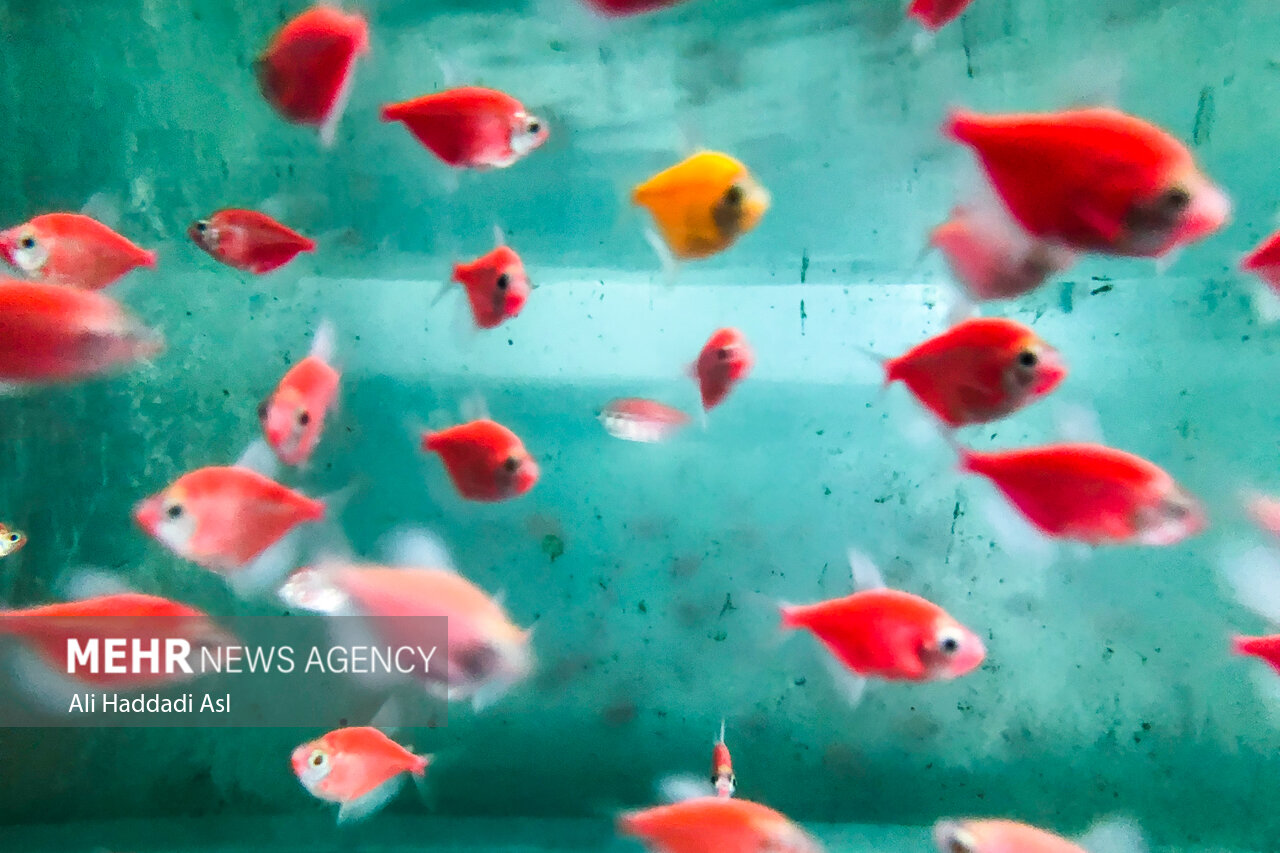 پرورش ماهی تزئینی
