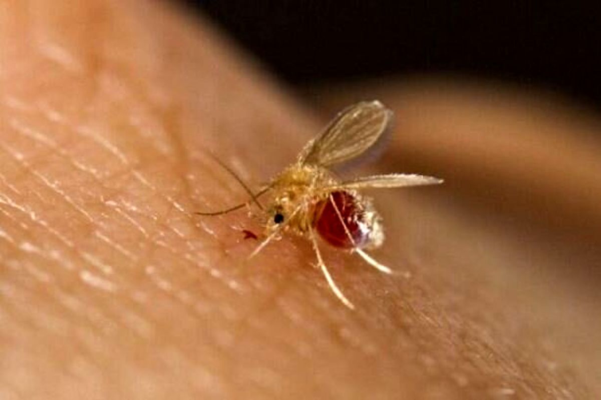 پروژه تحقیقاتی تولید واکسن سالک به مراحل پایانی رسید