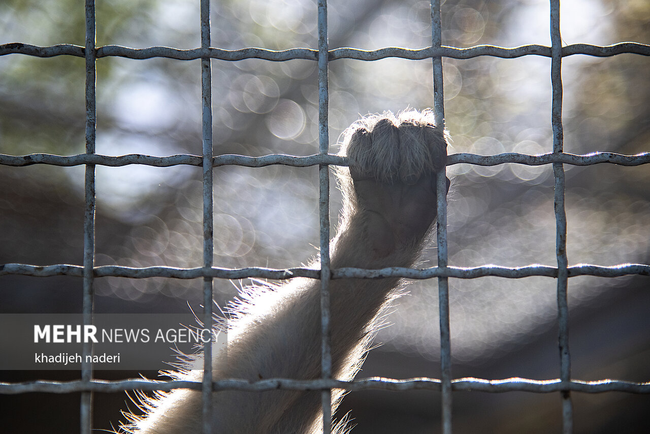 پشت میله‌های قفس