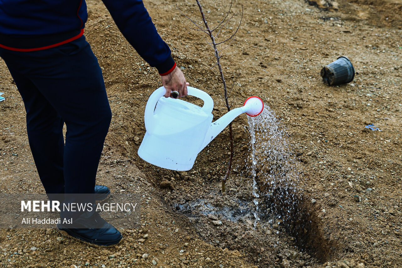 پویش «نهضت درختکاری در سایه مادر» در کردستان برگزار شد