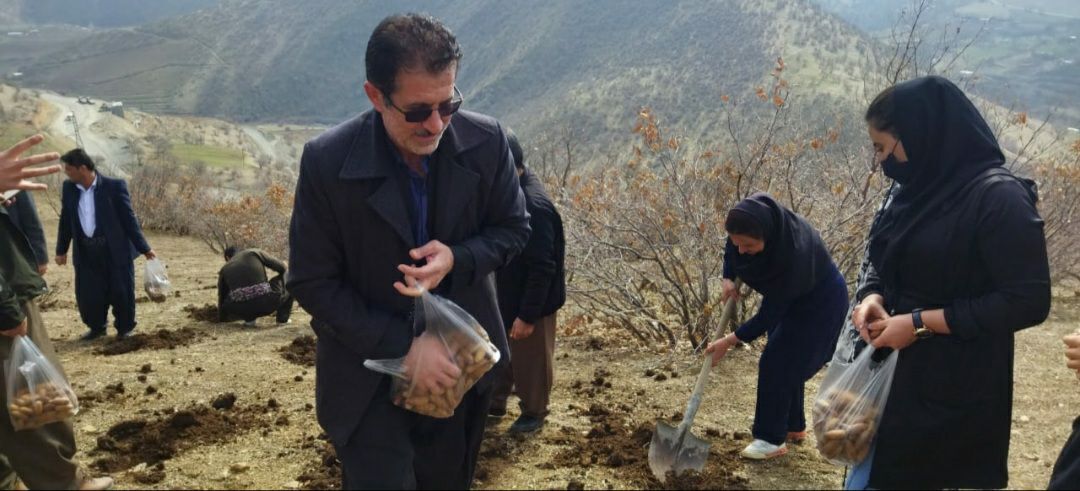 پویش همگانی احیای جنگل های سروآباد آغاز شد
