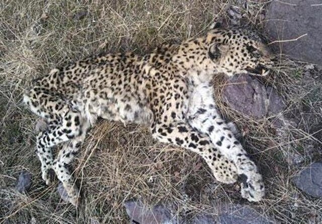 پیدا شدن لاشه پلنگ در ارتفاعات روستای «حصار» تربت حیدریه