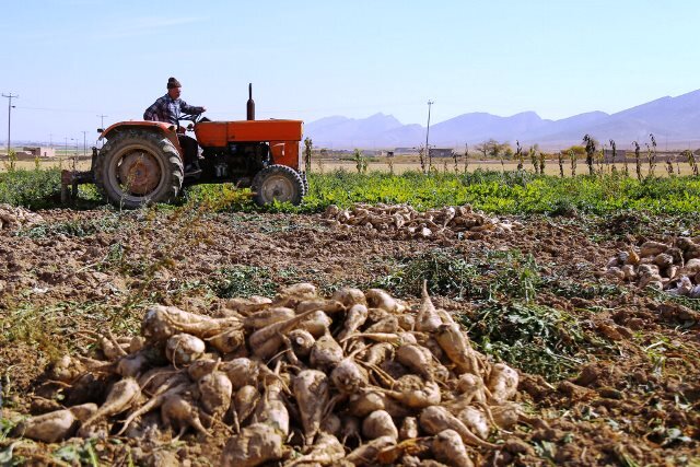 پیرانشهر رتبه نخست تولید چغندرقند در آذربایجان غربی را کسب
کرد