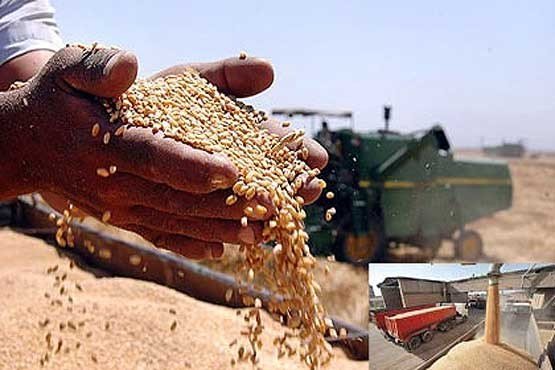 پیش‌بینی خرید تضمینی ۵۰۰ هزار تن گندم از کشاورزان آذربایجان‌ غربی