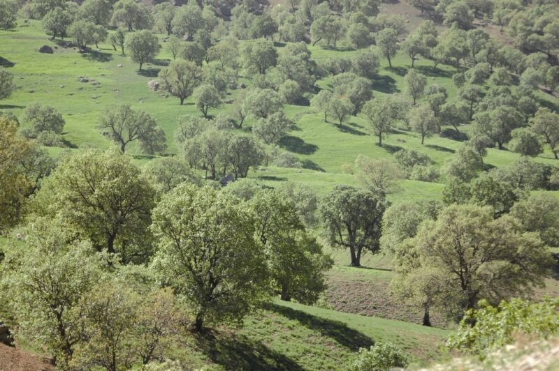 پیش‌نویس آیین‌نامه حفاظت مشارکتی زیستگاه‌ها تدوین شده است