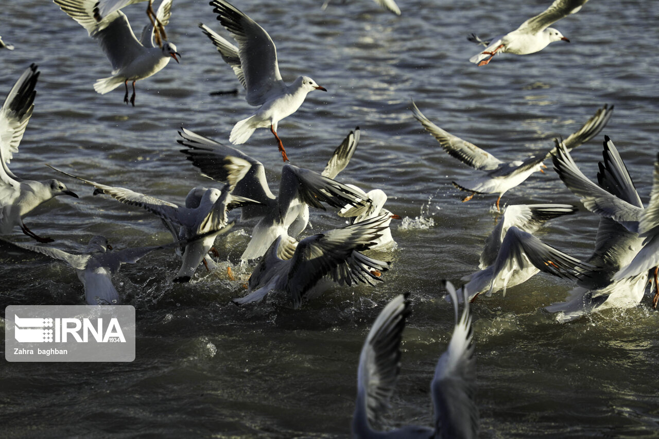 چرا انواع پرندگان مهاجرآبزی و کنارآبزی گلستان کاهش یافته است؟