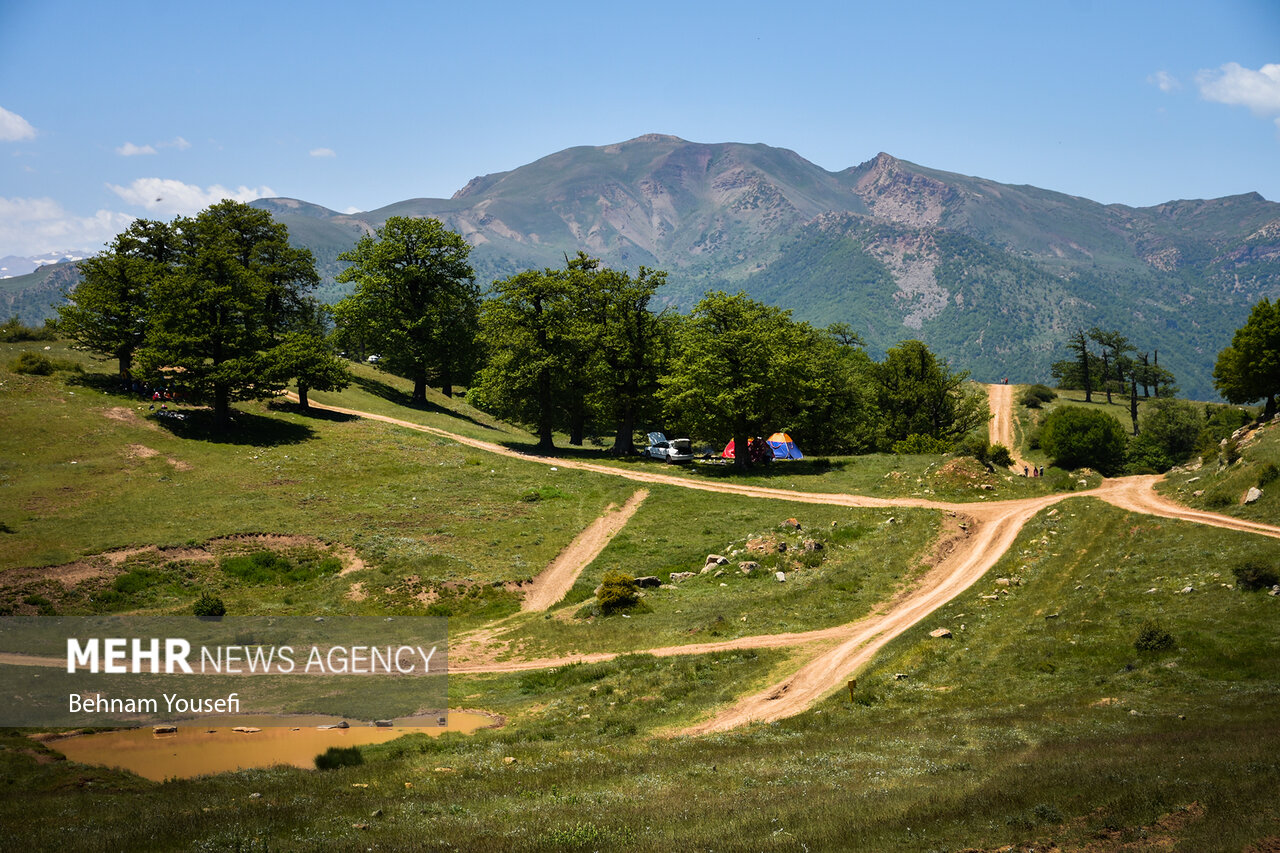 چرای دام سنگین در جنگل هیرکانی ابر شاهرود