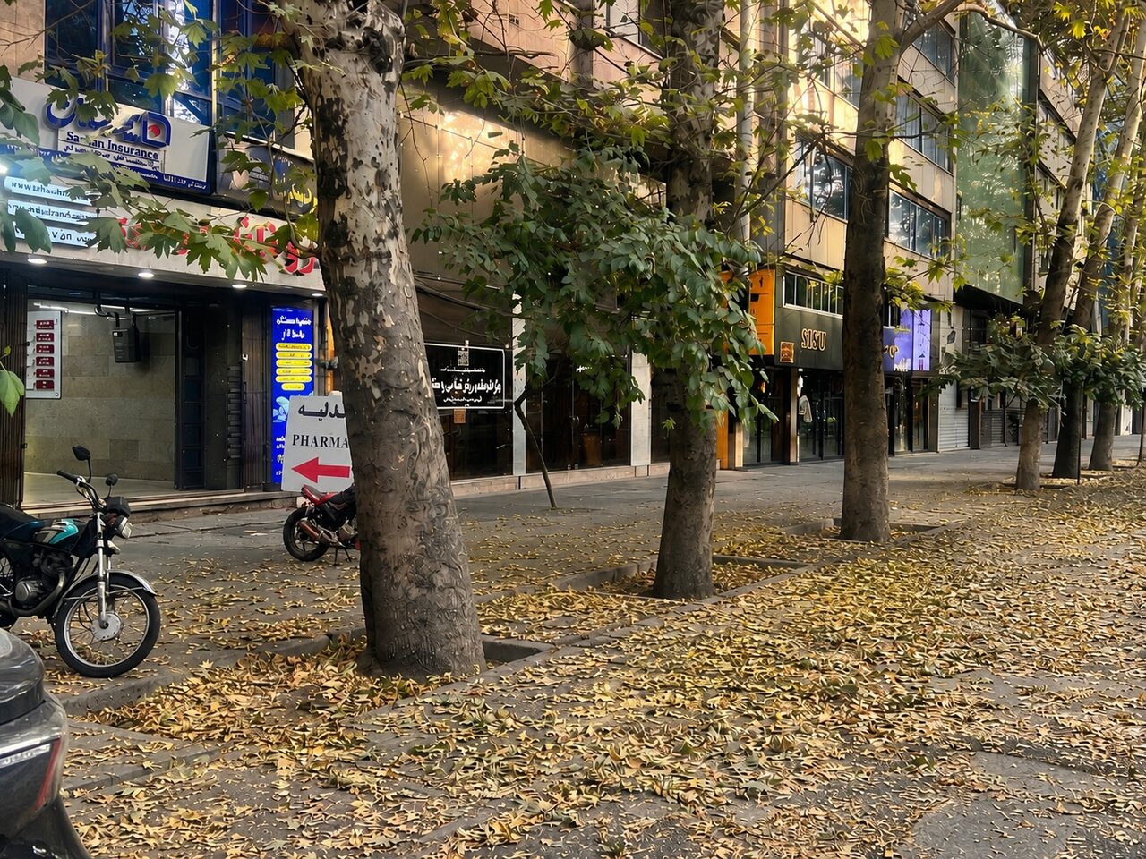 چنارهای بلوار کشاورز درحال خشک شدن هستند؟