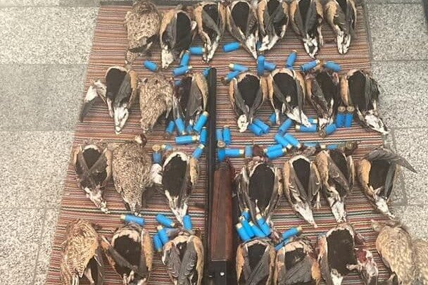 چند گونه پرنده وحشی از یک مرکز غیرمجاز در شهرستان ری کشف و ضبط شد