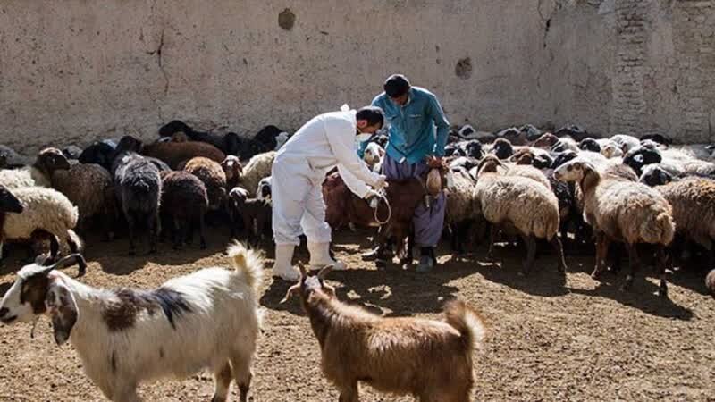 کارزار رایگان واکسیناسیون دام در سقز برای مقابله با بیماری‌ها آغاز شد