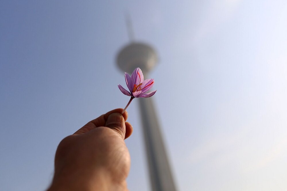 کاشت زعفران در برج میلاد