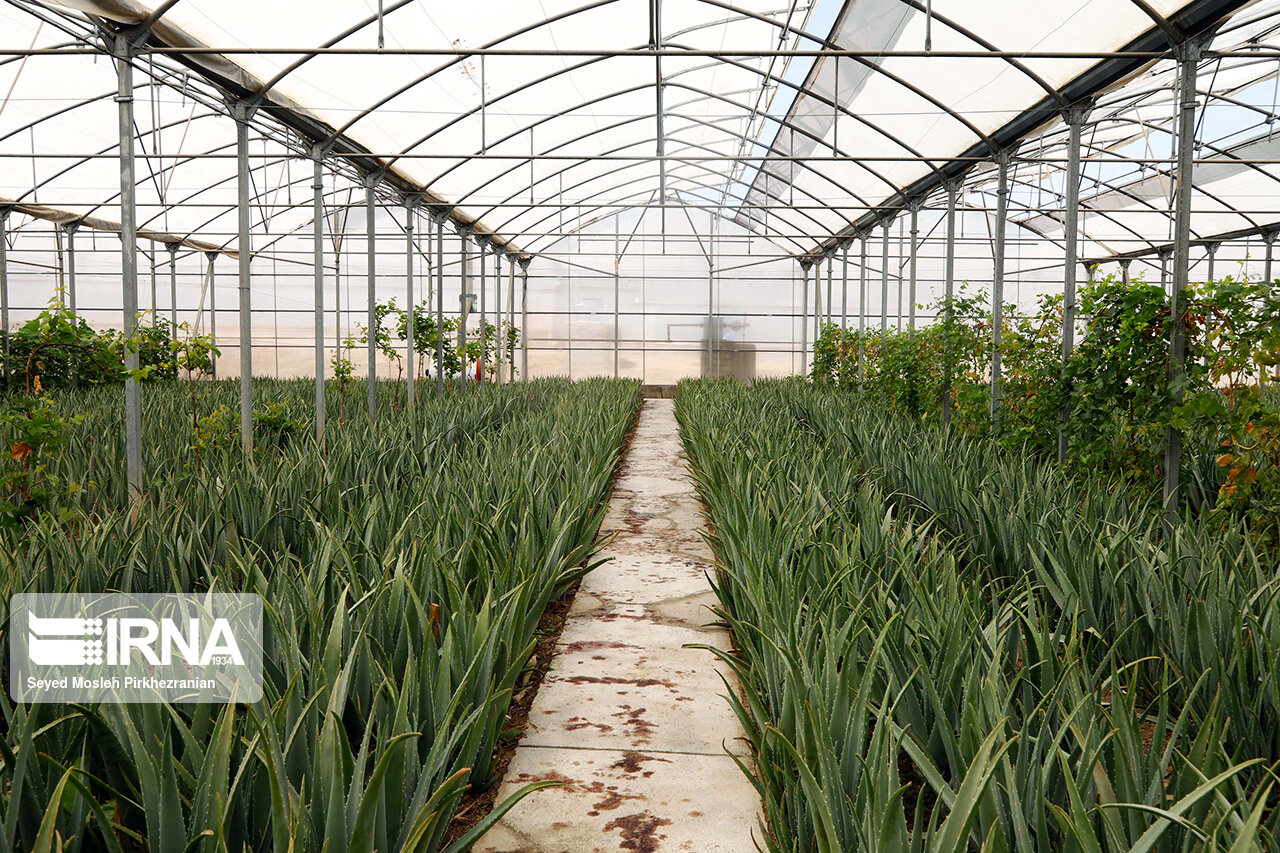 کاشت صبر در کردستان