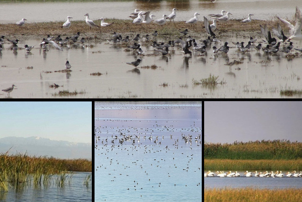 «کانی برازان» بهشت پرندگان ایران میزبان گردشگران نوروزی