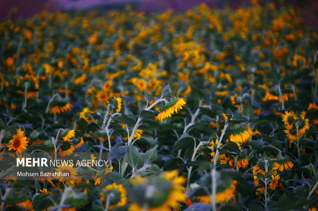 کاهش مالیات بر ارزش افزوده ۷ قلم دانه روغنی ابلاغ شد