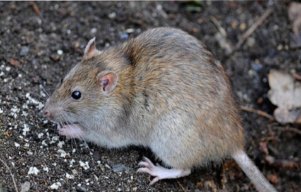 کاهش ۲۰ درصدی تماس شهروندان با موضوع موش