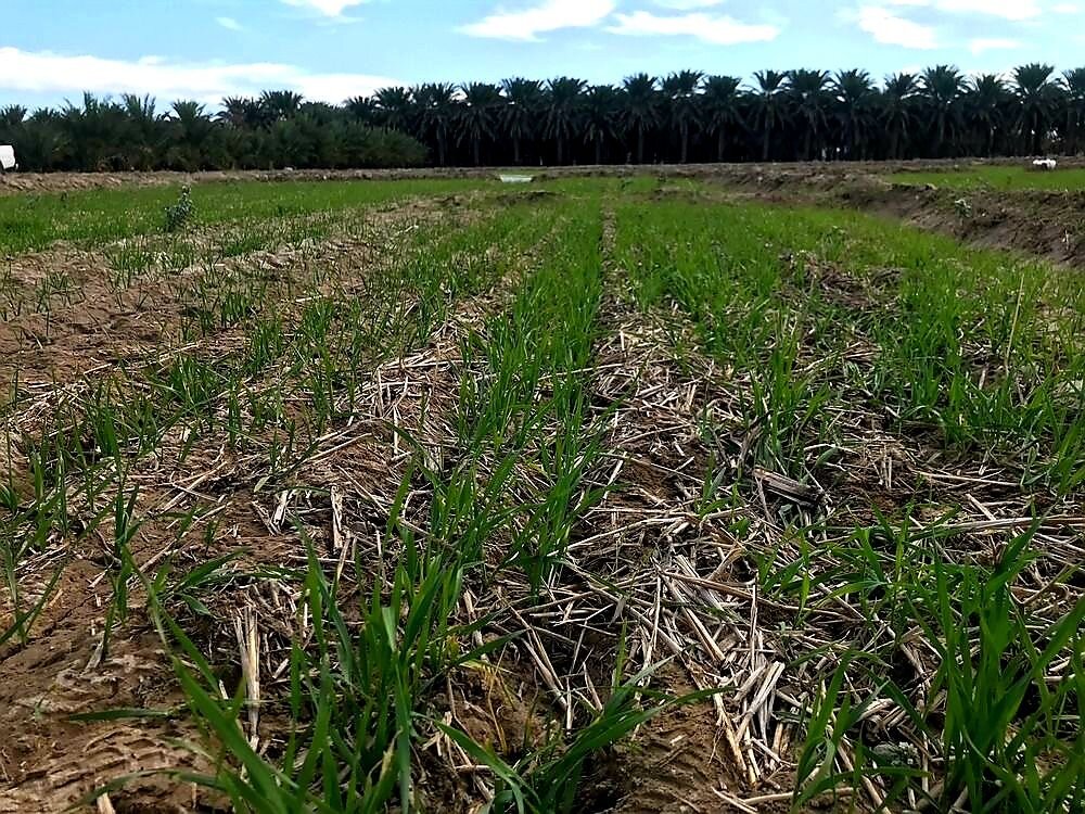 کردستان رتبه اول اجرای طرح کشت قراردادی گندم را در کشور کسبکرد