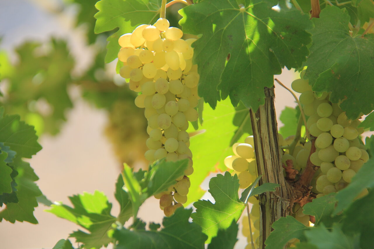 کردستان پیشتاز تولید انگور دیم در کشور است