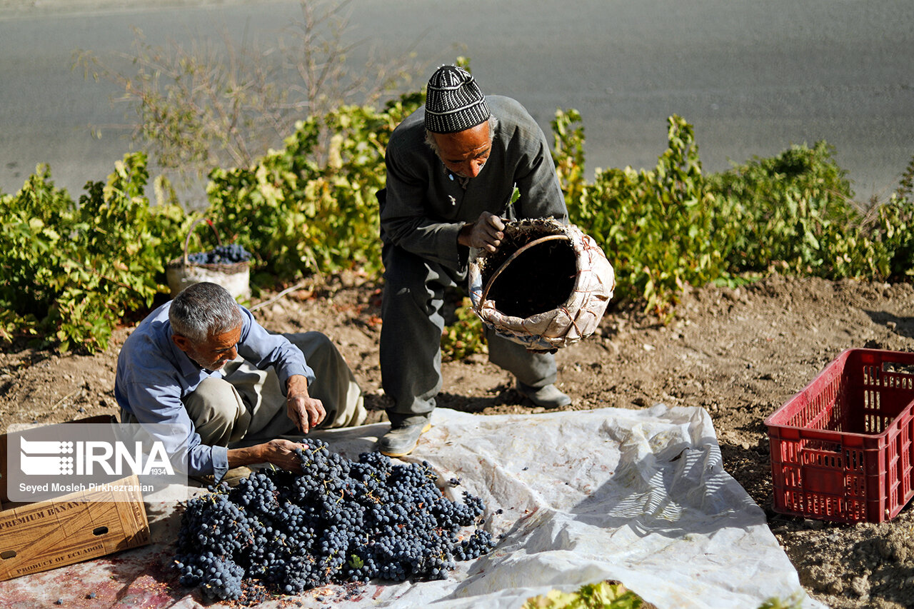 کشاورزی، محور صادرات در کردستان