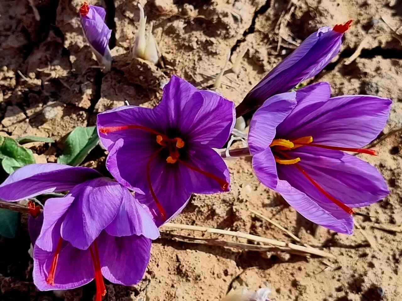 کشت زعفران در ۱۰۵ هکتار از اراضی زراعی کردستان