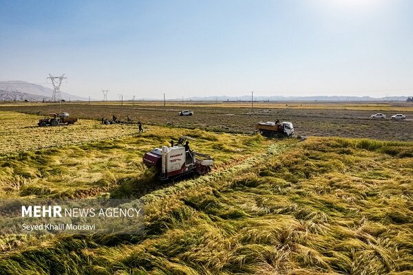 کشت پاییزه در کردستان آغاز شد؛ ۲۰ هزارتن بذر اصلاح‌شده در دسترس کشاورز