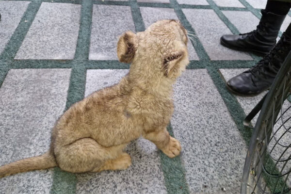 کشف توله شیر و مارهای سمی در تهران؛متخلف شناسایی شد