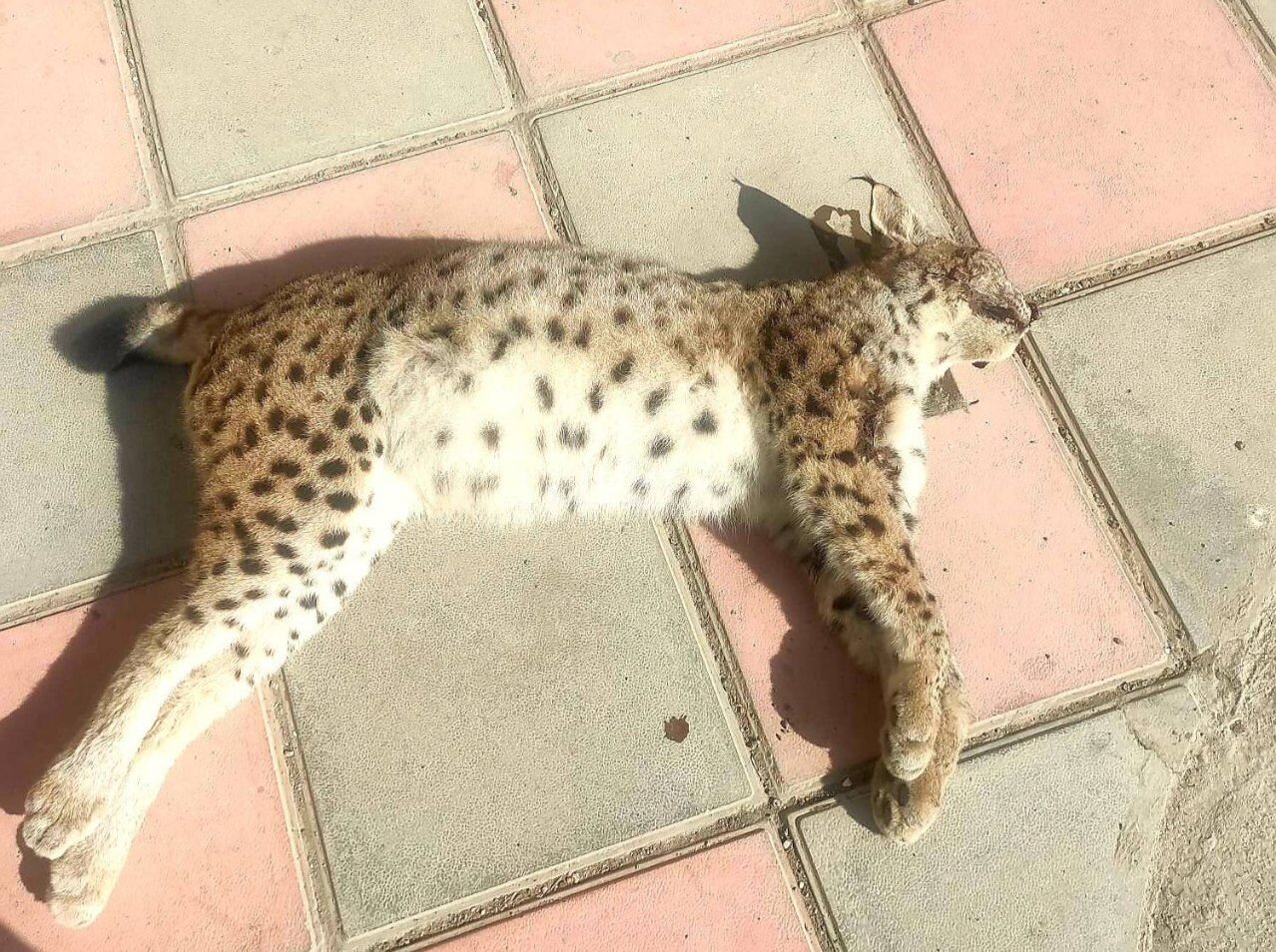 کشف لاشه سیاهگوش اوراسیایی یک گونه در خطر انقراض در سنندج