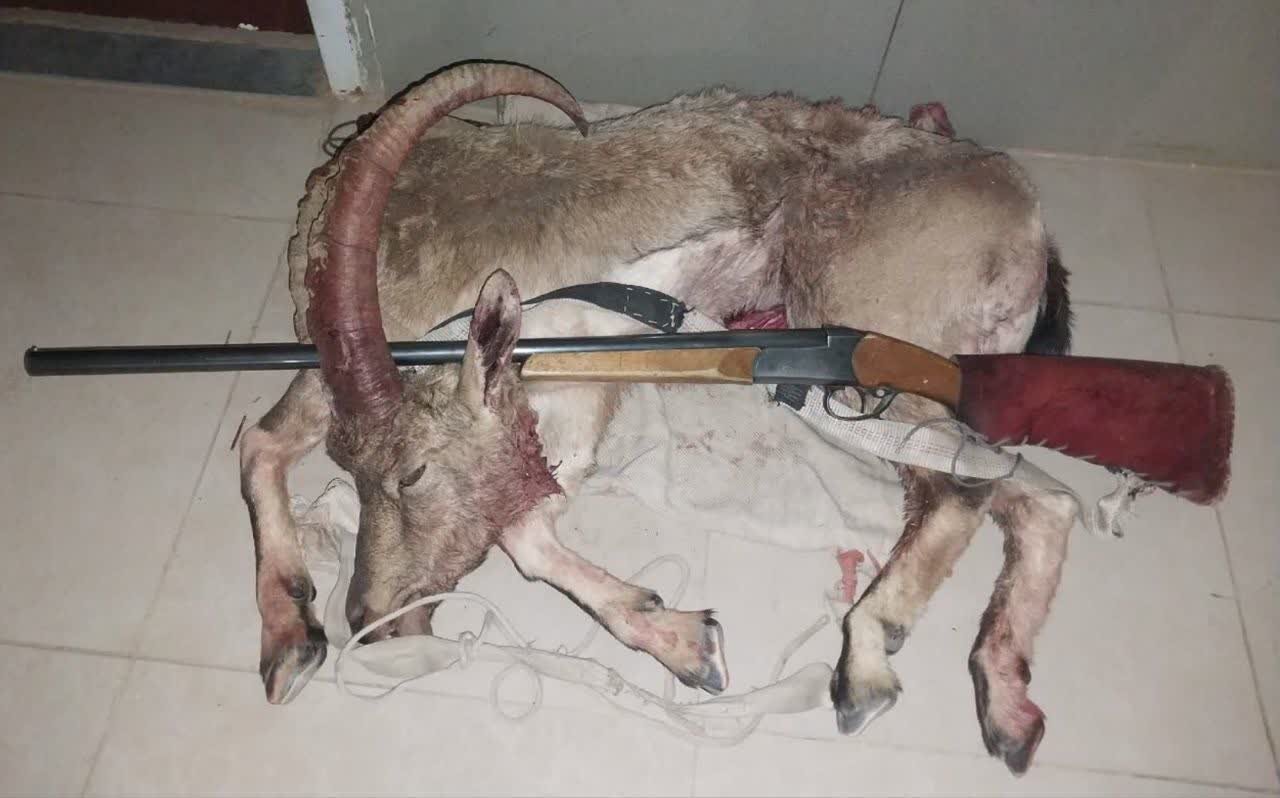 کشف لاشه کل وحشی در گیلاوند دماوند؛بازداشت شکارچی غیر مجاز