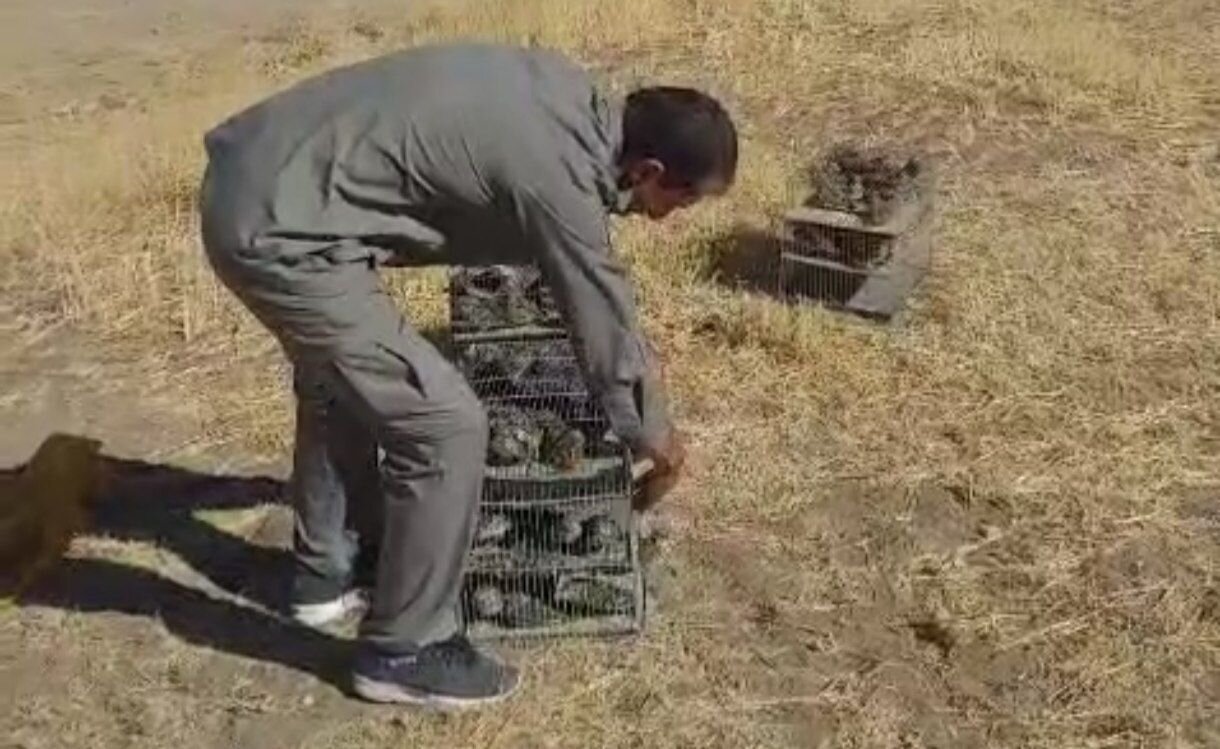 کشف و رهاسازی ۲۴۰ قطعه «طرقه چکاوک» در دهگلان