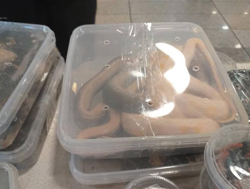 کشف و ضبط ۱۶ خزنده قاچاق در یک منزل مسکونی