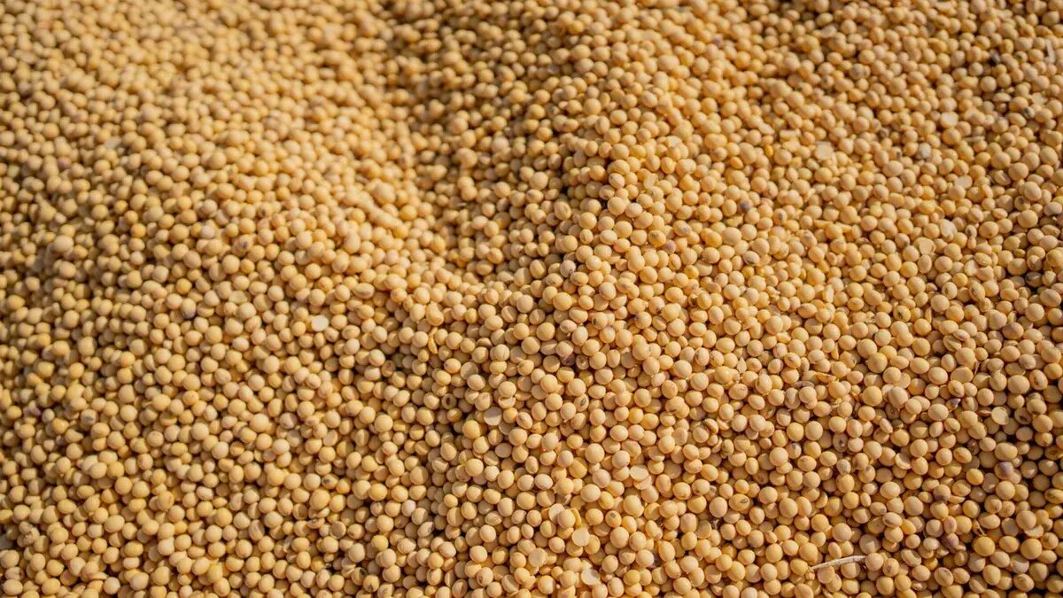 کشف ۱۰۴ تن سویای ناسالم در سمنان