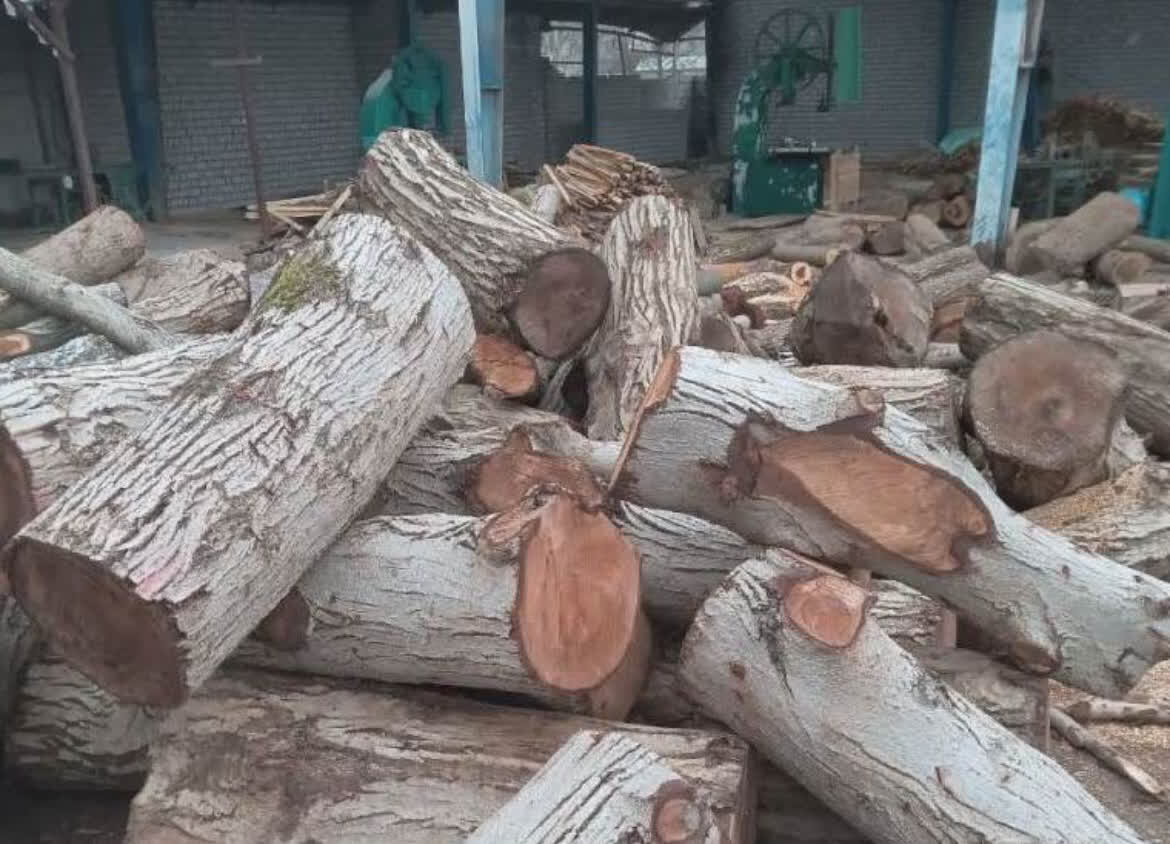 کشف ۱۳ تن چوب تاغ قاچاق در استان سمنان/۱۱ متخلف دستگیرشدند