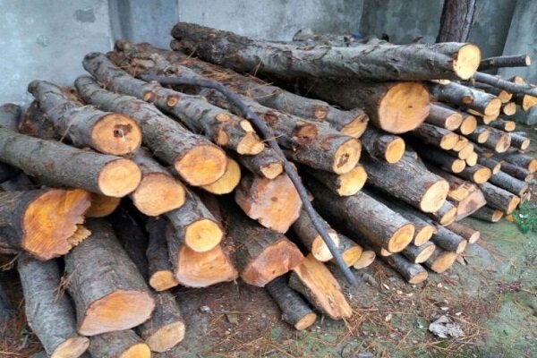 کشف ۲ تن چوب تاغ قاچاق در میامی/ کامیون متخلف توقیف شد