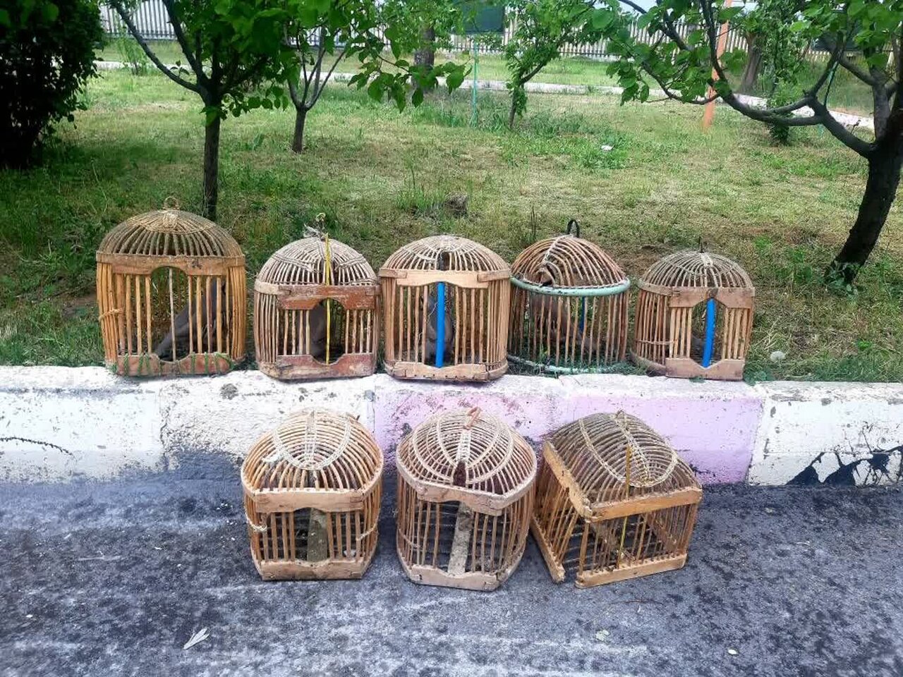 کشف ۵ قطعه کبک در منزل یک شکارچی متخلف سنندجی