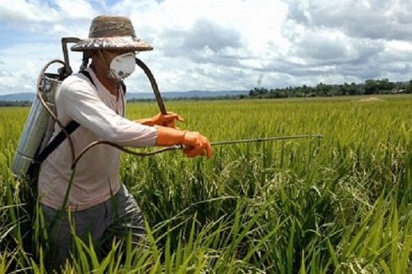کنترل آفت زنجره مو با اجرای طرح مدیریت تلفیقی در آذربایجان غربی