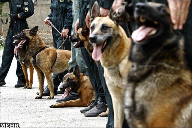 کنترل مرزهای اربعین؛ پلیس با سگهای موادیاب در کمین قاچاقچیان