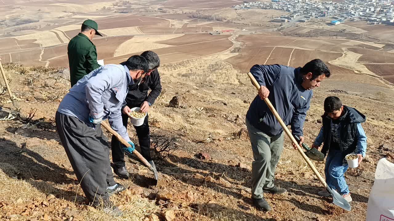 کپهکاری در مراتع دهگلان آغاز شد،اجرای طرح در سراسر کردستان