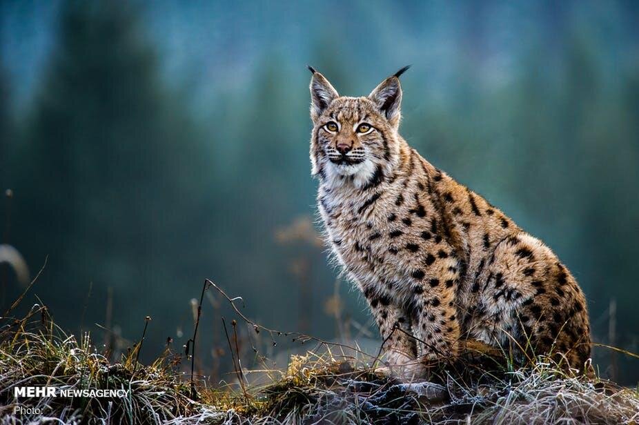 گربه سیاهگوش در فریدن مشاهده شد