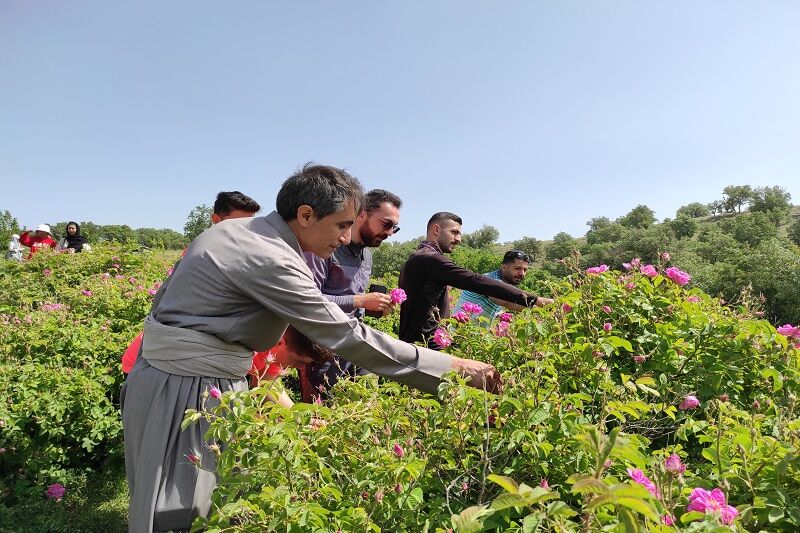 گردشگری با عطر گل محمدی در بانه