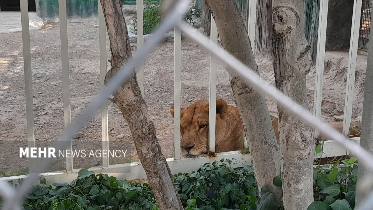 گرمازدگی حیوانات باغ وحش صُفه در تابستان سوزان اصفهان+
تصاویر