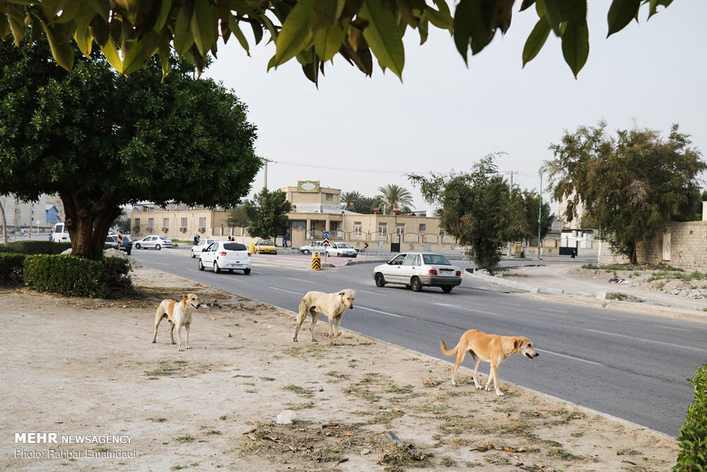 گزارش محل وجود سگهای ولگرد و بلاصاحب از طریق سامانه۱۳۷