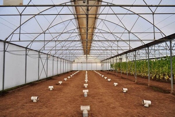 گلخانه داران آذربایجانغربی با کاهش دما اقدام پیشگیرانه کنند