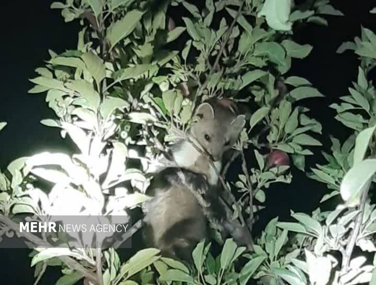 گونه کمیاب «سمور سنگی» در سمیرم دیده شد