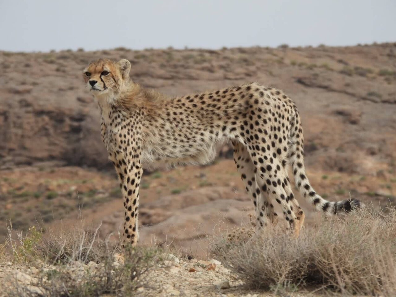 «گیسو» مهمان جدید توران شد