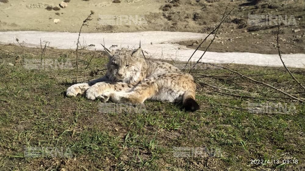 یک قلاده سیاه گوش کمتحرک در خلخال شناسایی شد
