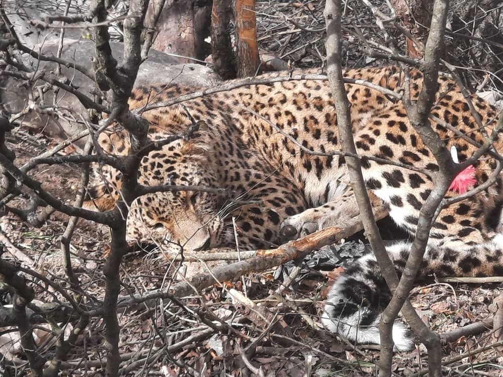 یک قلاده پلنگ در منطقه کوهستانی نور زنده گیری شد