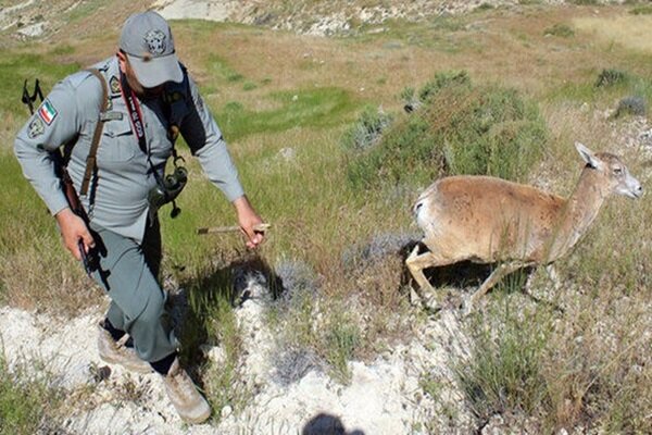 یک چوپان محیطبان پارک ملی قمیشلو را راهی بیمارستان کرد