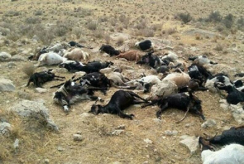 یک گله گوسفند بر اثر تصادف در بیجار تلف شد