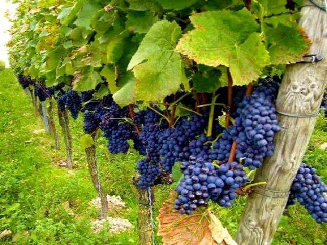 ۱۰ هزار تُن انگور دیم از تاکستان‌های کامیاران برداشت
می‌شود